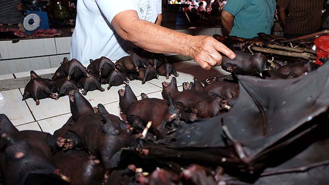 بائعًا يبيع الخفافيش في سوق Tomohon Extreme Meat في جزيرة سولاويزي 